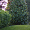 Davide Bertani - allestimento giardino villa privata Gallarate 02
